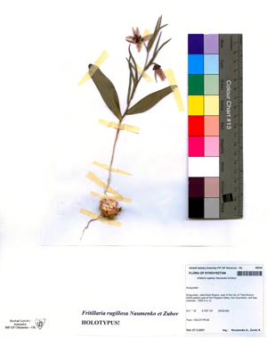 Fritillaria rugillosa type